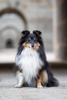 Étalon Shetland Sheepdog - Swipe up Des Tresors Du Gouet