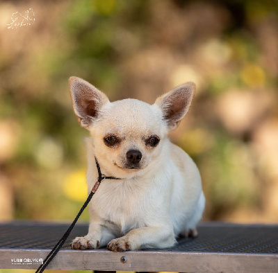 Étalon Chihuahua - lookum Harpia