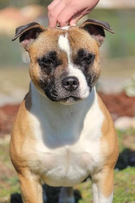 Étalon Staffordshire Bull Terrier - Real dream Soan Of Fire