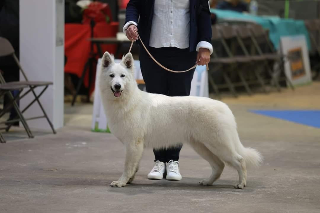 Les Berger Blanc Suisse de l'affixe   Des Ruby De Jade