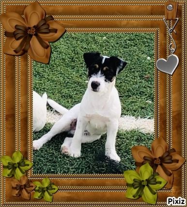 Les Jack Russell Terrier de l'affixe   De La Tour Des Angelots