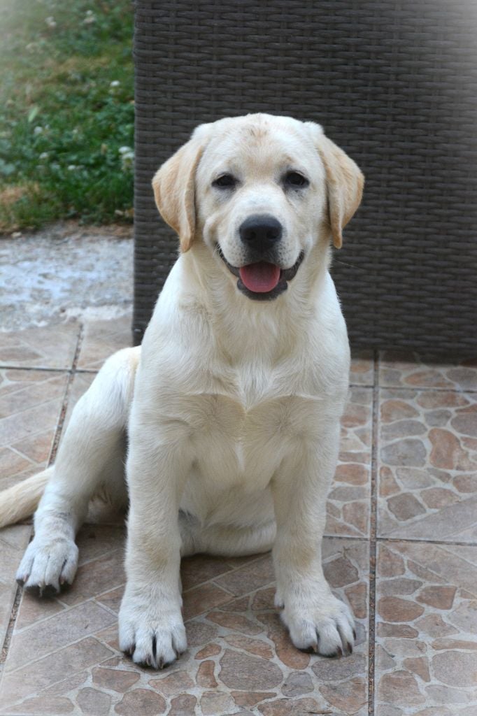 Les Labrador Retriever de l'affixe   du domaine des egeasseaux