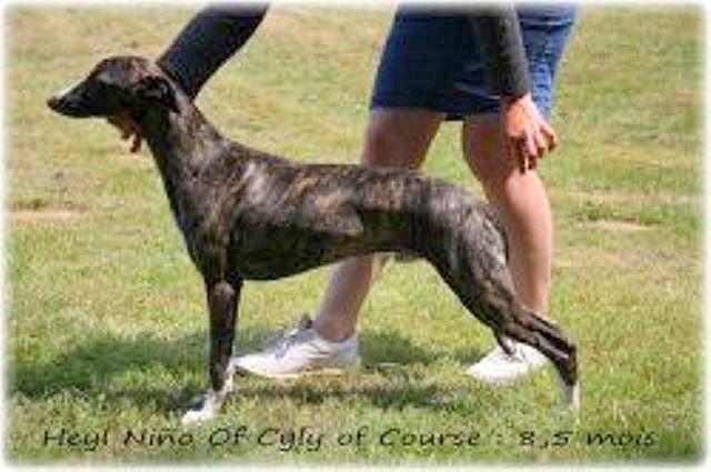 Les Whippet de l'affixe   De La Fontaine De Lauris