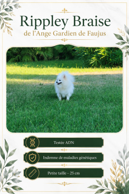 Étalon Spitz allemand - Ripley braise de l'ange Gardien de Faujus