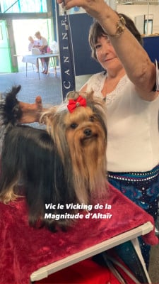 Étalon Yorkshire Terrier - Vic le vicking de la Magnitude d'Altaïr