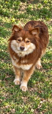 Étalon Chien finnois de Laponie - Sora Of Royal Blue Angel