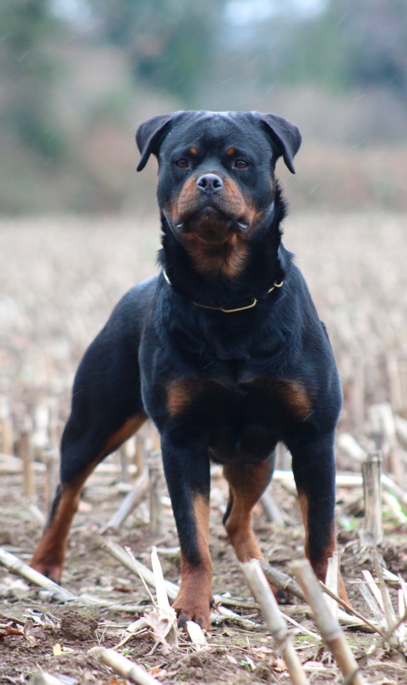 Les Rottweiler de l'affixe   Du Domaine Des Démons Bretons