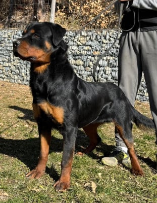 Étalon Rottweiler - Vetëm Des Gardiens D'Arae Flaviae