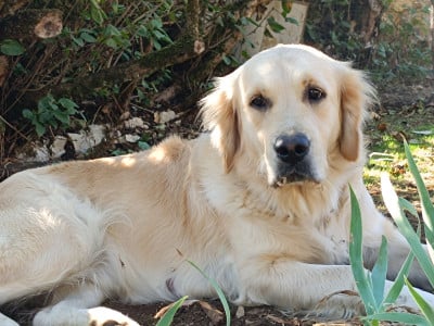 Étalon Golden Retriever - Very sweet dream Des Fees Du Dolmen