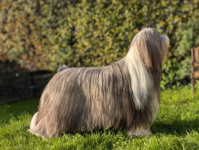 Étalon Bearded Collie - Universe star Des gardes champetres