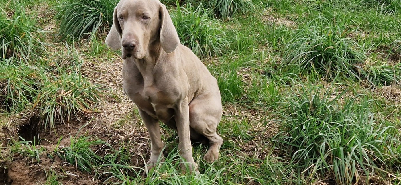 Les Braque de Weimar de l'affixe   des Terres des Forges