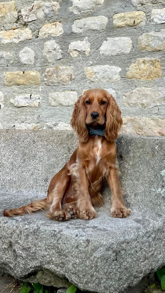 Accueil Elevage Du Joli Lieu Eleveur De Chiens Cocker Spaniel Anglais Accueil Elevage Du Joli Lieu Eleveur De Chiens Cocker Spaniel Anglais