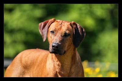 Étalon Rhodesian Ridgeback - Uheri yefa dja du Royaume de l'Espina
