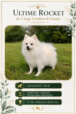 Étalon Spitz allemand - Ultime rocker dit rocket de l'ange Gardien de Faujus
