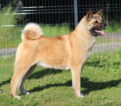 Étalon Akita americain - Hoxakam Summer night