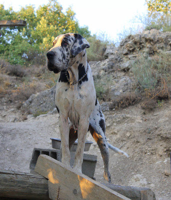 Étalon Dogue allemand - Tuesday Of Speedway To Heaven