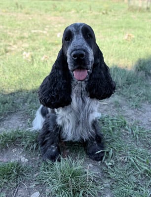 Étalon Cocker Spaniel Anglais - Vanille Des Moulins Etoilés