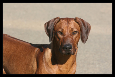 Étalon Rhodesian Ridgeback - Uheri yefa dja du Royaume de l'Espina
