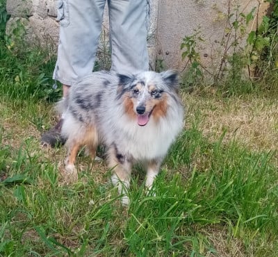 Étalon Shetland Sheepdog - Urielle Blue witch