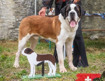 Étalon Chien du Saint-Bernard - CH. Tipsy Du chateau robert