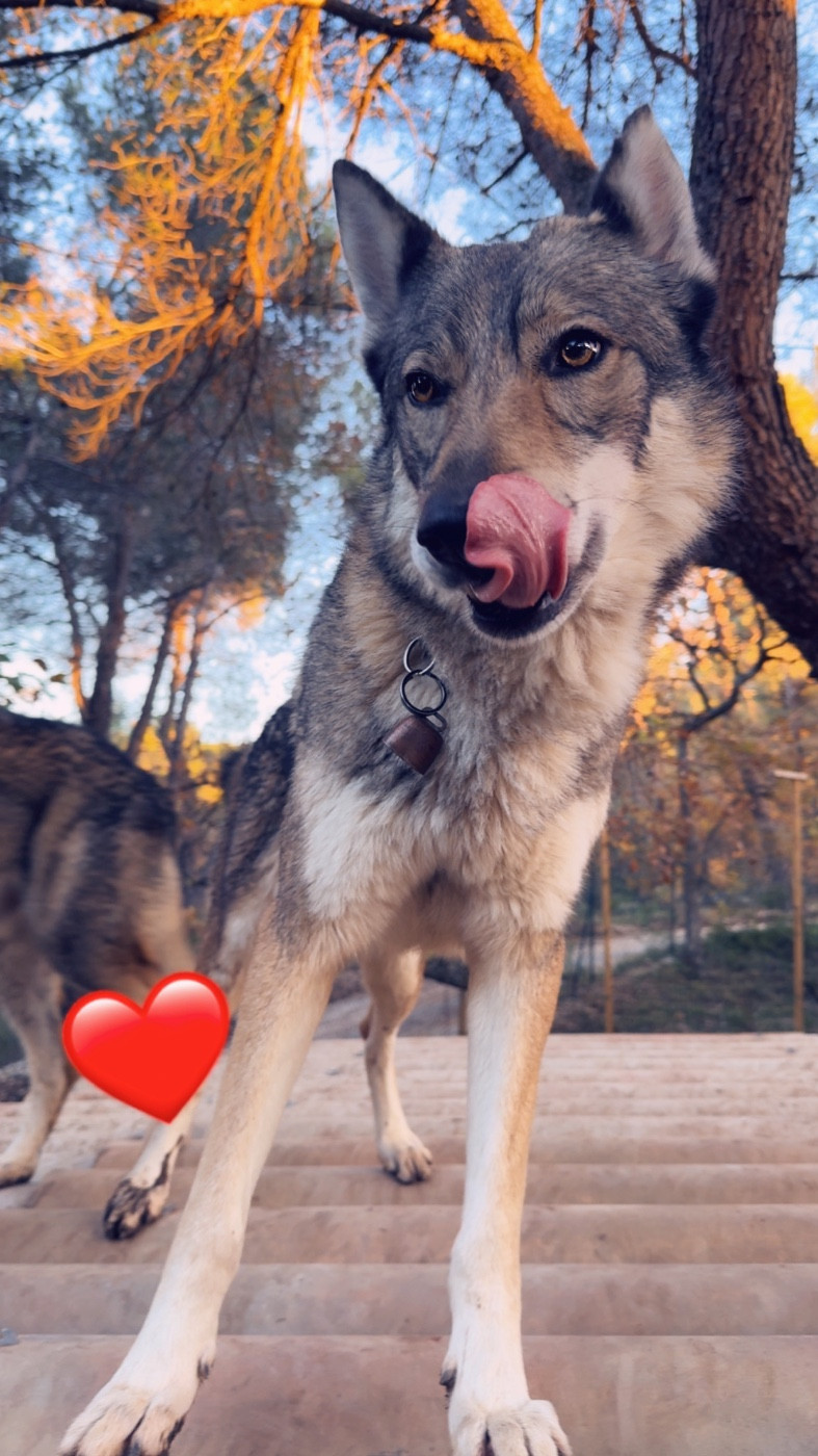 Les Chien-loup tchecoslovaque de l'affixe   Des Loups Du Luberon
