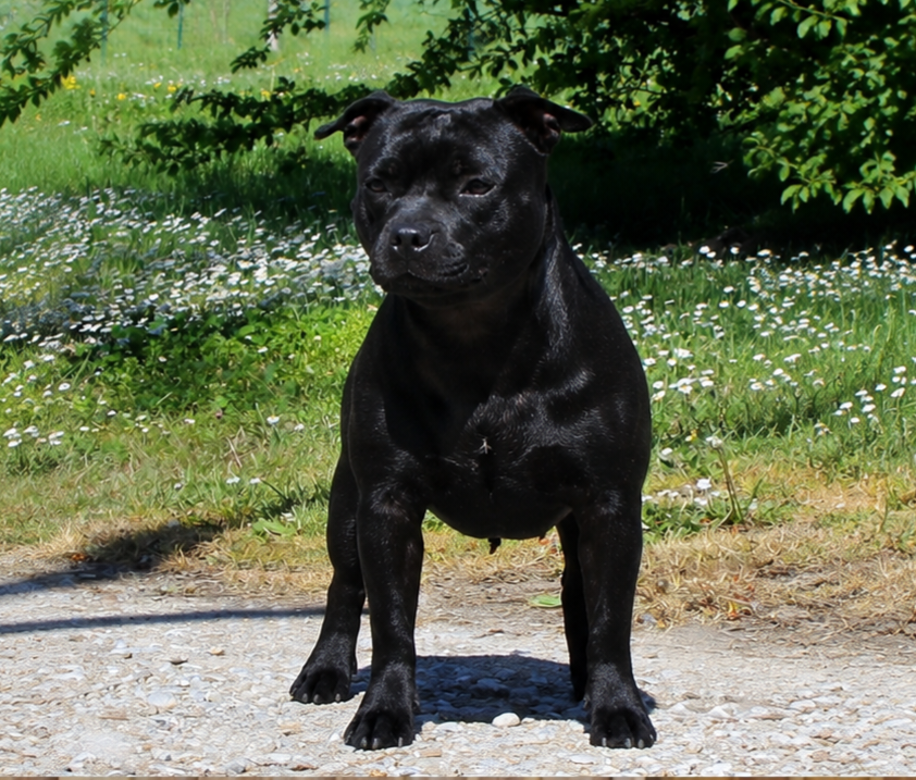 Publication : Terrier's Paradise  Auteur : Picoli Marion