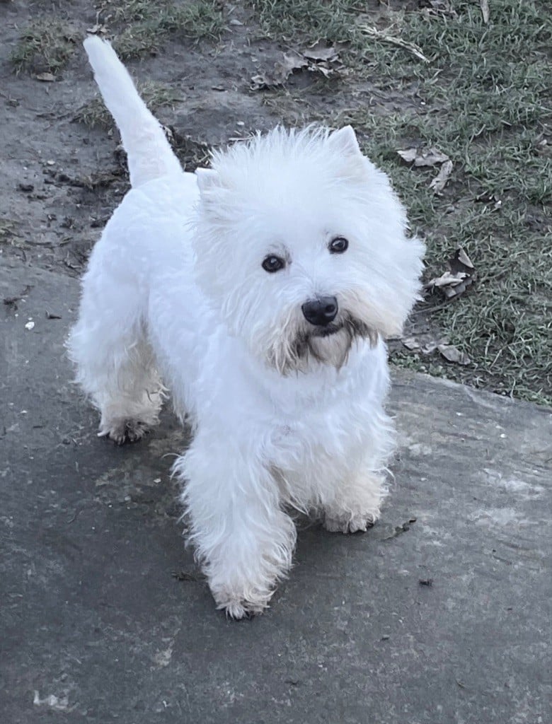 Les West Highland White Terrier de l'affixe   du Domaine de Jeanne