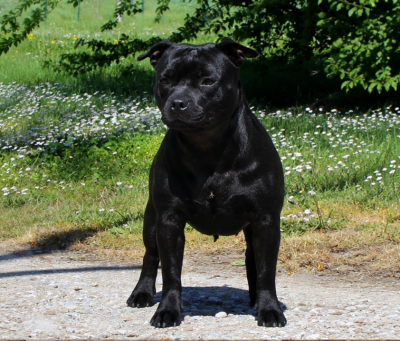 Étalon Staffordshire Bull Terrier - Terrier's Paradise Victoria secret