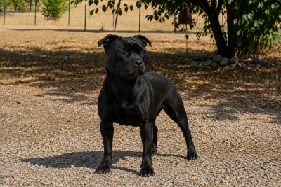 Étalon Staffordshire Bull Terrier - Terrier's Paradise Vibes