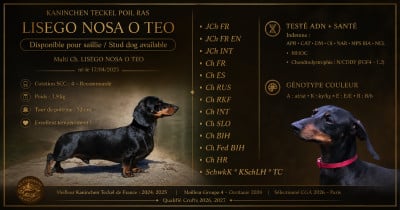 Étalon Teckel poil ras - CH. lisego nosa O teo}