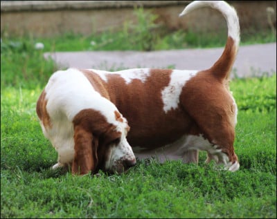 Étalon Basset Hound - Tania De La Flamme Sacrée D'Hestia