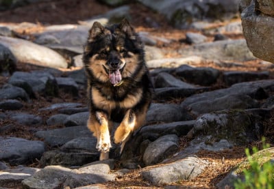 Étalon Eurasier - Valknut De Prana Des Loups