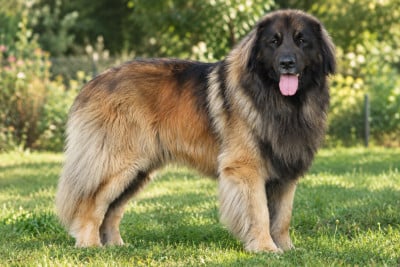 Étalon Leonberger - Khaima's Gamay 2022 - Tereos}