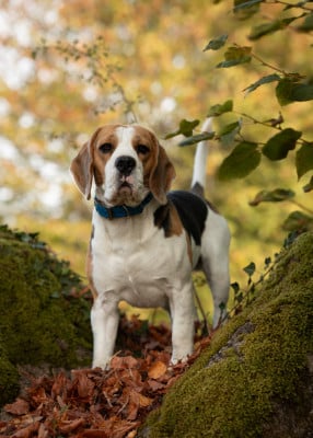 Étalon Beagle - Vainqueur de la Cascade d'Orion