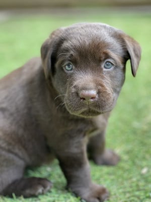 Étalon Labrador Retriever - Shadow De La Vallée Du Goldor