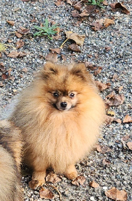Tobby de l aurore de la rivière