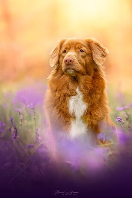 Les Retriever de la Nouvelle-Ecosse de l'affixe   De La Légende De Carpo