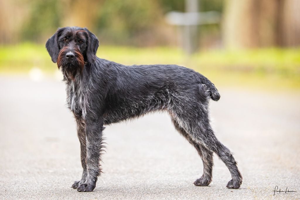 Les Chien d'arrêt allemand à poil dur de l'affixe   Des Arrêts De Miston