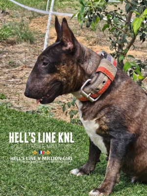 Étalon Bull Terrier Miniature - hell's line V million girl