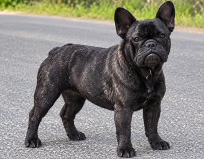 Étalon Bouledogue français - Vlatipa De la Cour des Molosses