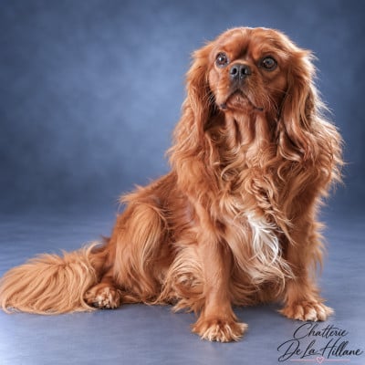 Étalon Cavalier King Charles Spaniel - Uistiti De notre dame de colombier