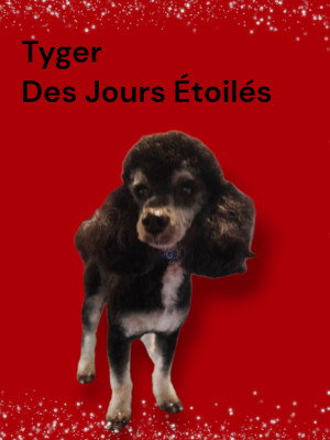 Étalon Caniche - Tyger Des Jours Etoilés
