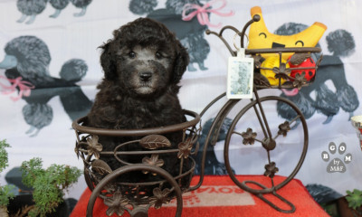 Étalon Caniche - -> A VENDRE -> Bahamas BLUE Lagoon The beautiful grey of marysa