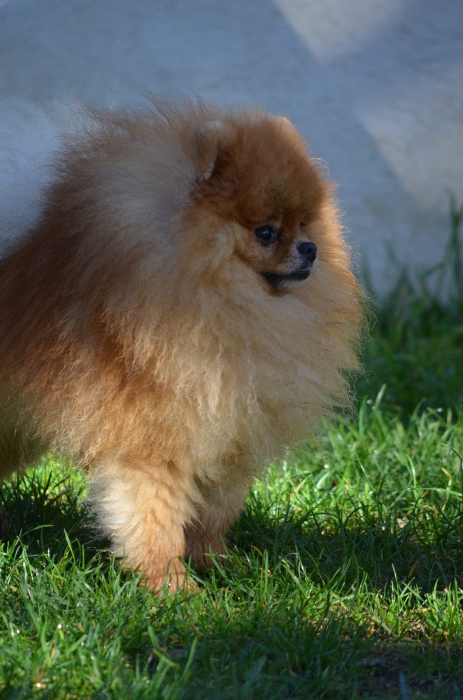 Les Spitz allemand de l'affixe   Du Jardin De Saphirs