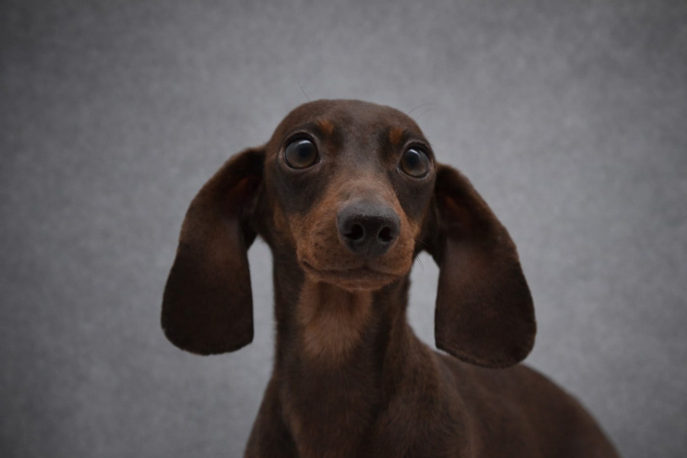 Les Teckel poil ras de l'affixe   Diamondskane