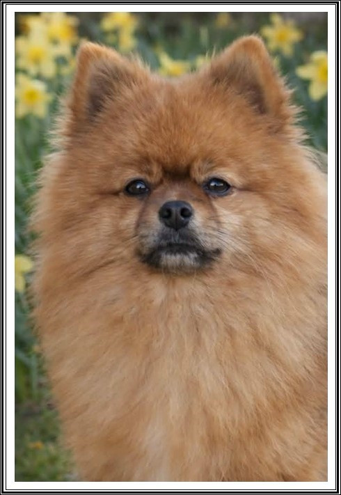 Les Spitz allemand de l'affixe   du bois des amazones