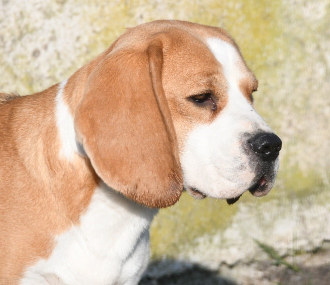 Les Beagle de l'affixe   de la vallée du grand loup