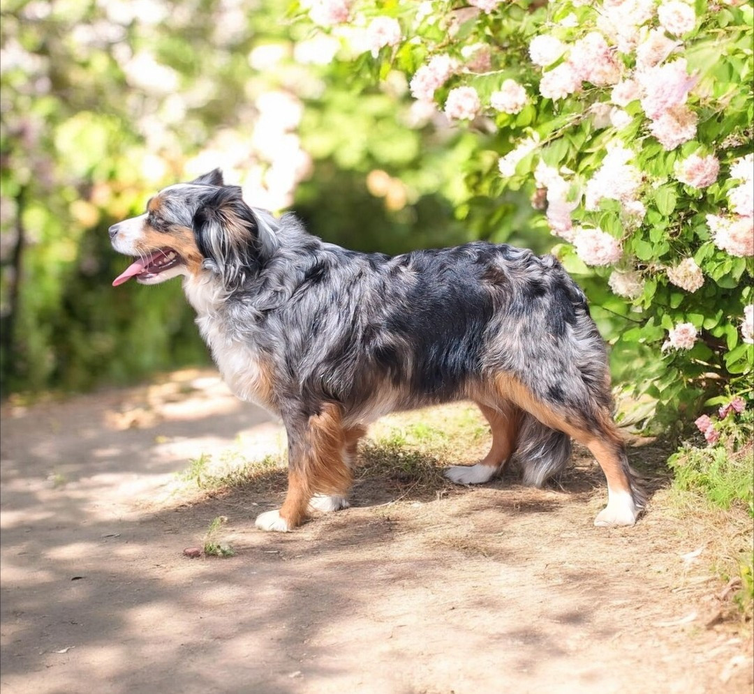 Les Berger Américain Miniature  de l'affixe   de la vallee de rozenn