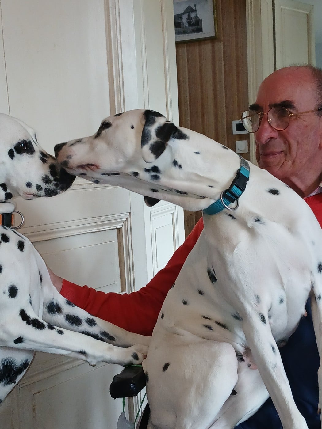Les Dalmatien de l'affixe   Du Lys Du Presbytere