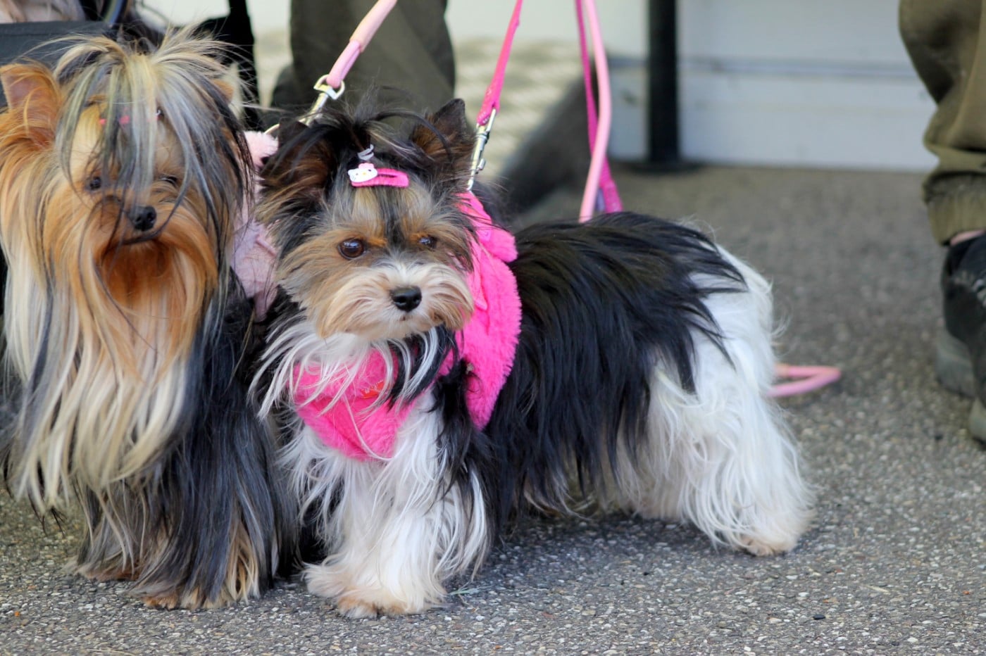 Les Biewer Terrier de l'affixe   Du Paradis De Nouchka
